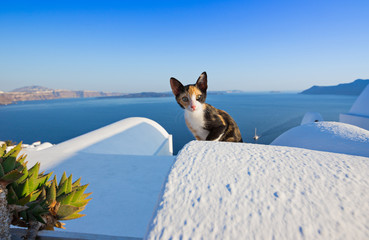 Fototapeta premium Zbliżenie kota na wyspie Santorini, Grecja