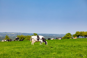 English rural landscape in with grazing Holstein Friesian cattle