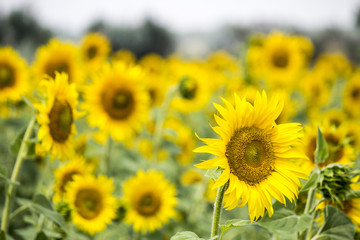 Field with sunflowers. Young sunflowers. agriculture and sunflower oil