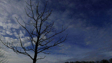Fototapeta na wymiar Bare tree and blue sky.