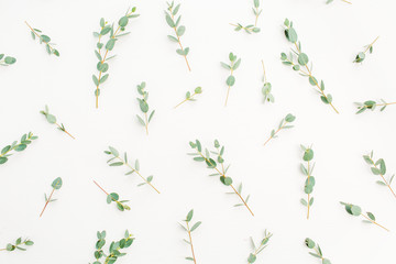 Eucalyptus branch pattern on white background. Flat lay, top view.