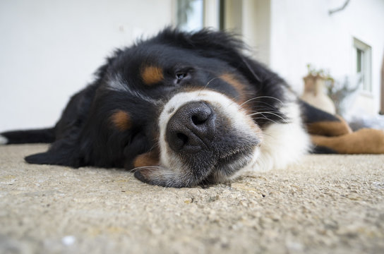 cane bovaro del bernese