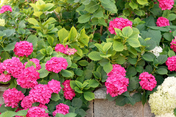 Purple, pink, blue and white hydrangea bushes in a garden.