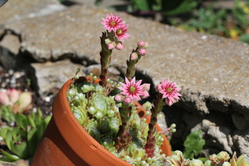 Sempervivum flower / Flowering sempervivum in macro shot