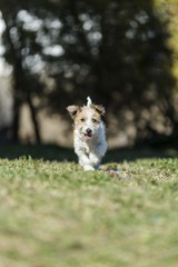 cute terrier dog running on grass