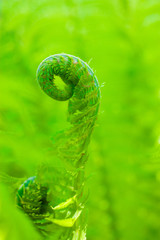 Before morning in-field, where a green fern and beautiful nature grow