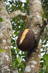 Durian fruit on a tree