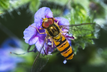 Closeup fly on a flower