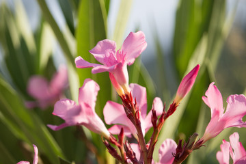 Nerium oleander