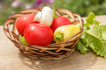 Just picked tomatoes and yellow bell pepper in a wicker basket with salad leaves