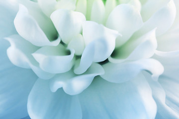 Blured white petals closeup
