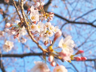 Japanese Cherry Blossoms - Tokyo, Japan