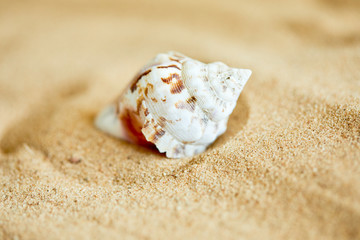 shells on the sand