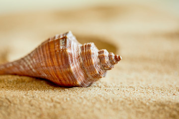 shells on the sand