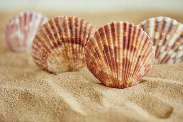 shells on the sand