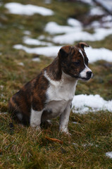 dog sitting on the grass