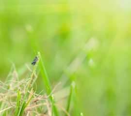 grasshopper sitting on grass