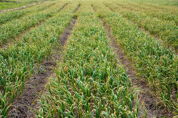 Agriculture - cultivation of Growing Garlic are ready to harvest
