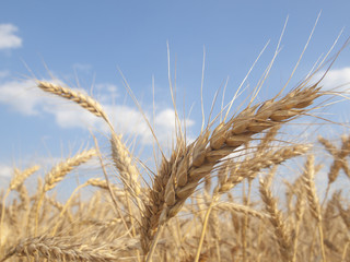 Wheat field on a sunny day
