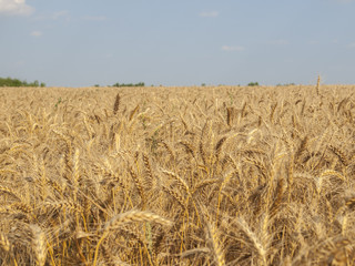 Wheat field on a sunny day