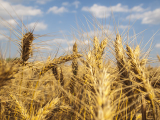 Wheat field on a sunny day