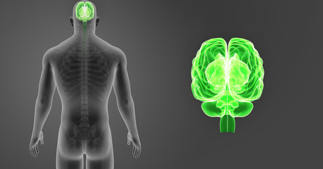 Brain zoom with Skeleton Body Posterior view