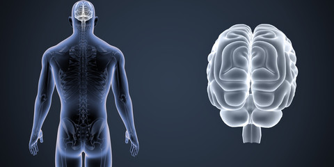 Brain zoom with Skeleton Body Posterior view