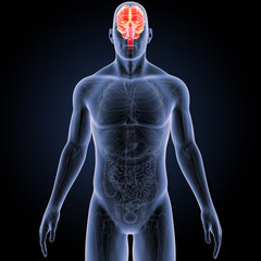 Brain with Anatomy Anterior view