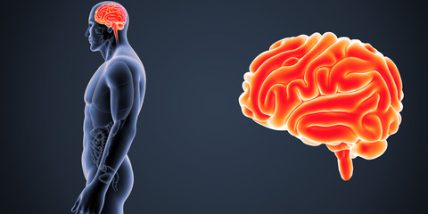 Brain zoom with Organs Lateral view