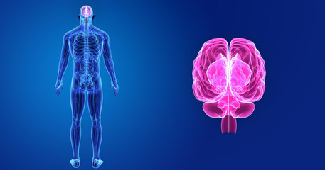 Brain zoom with Anatomy Posterior view
