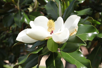 magnolia flower   © viktor2013