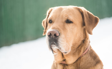 beautiful golden labrador in the snow