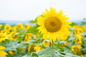 SunFlower Field in Hokkaido