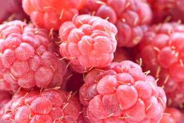 Fresh harvest of raspberries