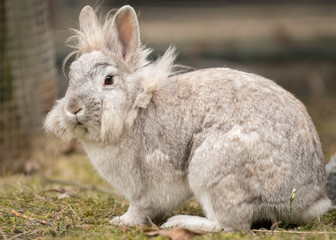 A white dwarf rabbit sitting in the grass