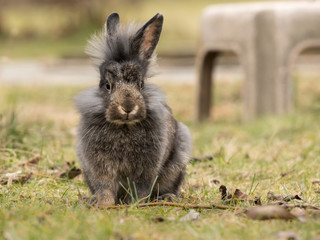 Naklejka na ściany i meble A young dwarf rabbit sitting in the grass