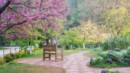 Cherry blossom garden at Royal Agricultural Station Angkhang.