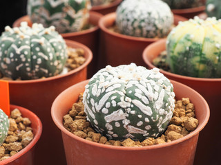 Little cactus in the small pot, plant for decoration.