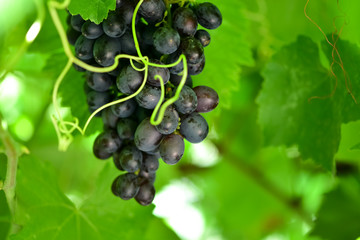 Bunches of grapes on the vineyard