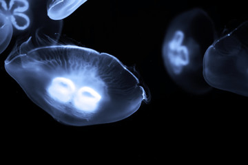 Blue jellyfish swim under water