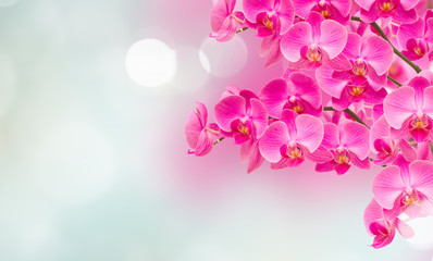 Fototapeta na wymiar pink orchid branches