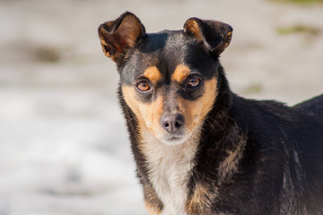 dark dog standing in winter. Snow in the background