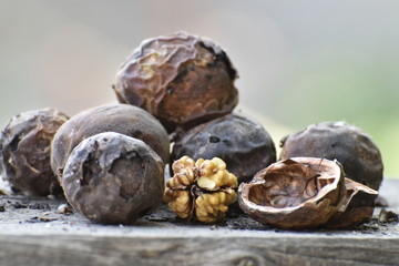 Harvest of walnuts in the sunlight