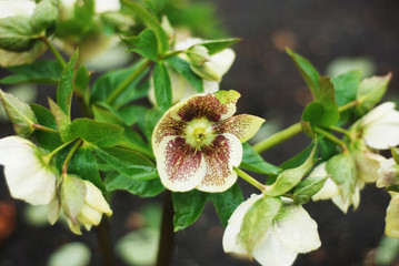White Hellebore in Bloom. Garden Plant in Park. close Up of White Flower. Spring time.