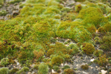 Green Natural, Moss Covered, Rock texture over Stone Wall in Uk. Texture and Backgroud.