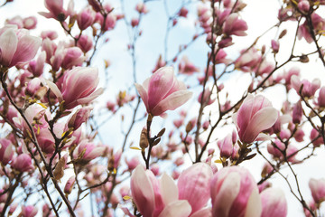 Magnolia flowers in spring time, floral background