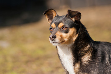 Black-brown dog standing and looking into the distance