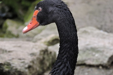 A head of a black swan