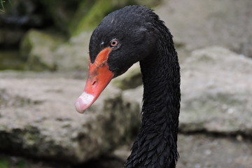 A head of a black swan