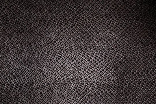 texture reptile skin background image, close-up photo